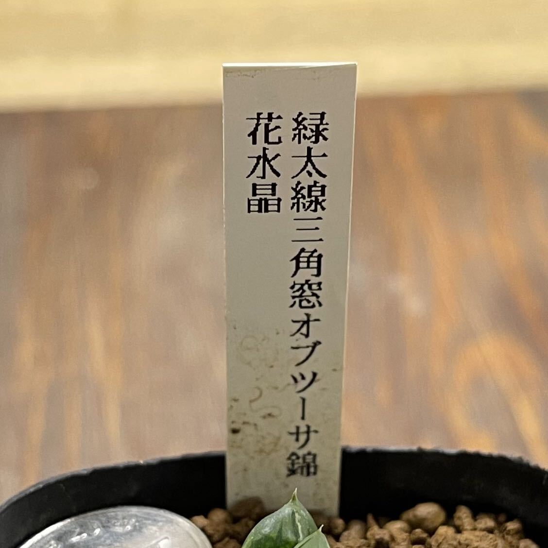 多肉植物　ハオルチア　緑太線三角窓オブツーサ錦　花水晶　特美斑_画像5