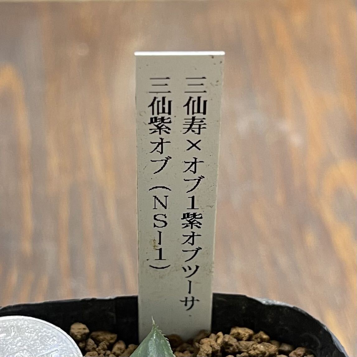 多肉植物　ハオルチア　三仙紫オブ　(NS-1)_画像3