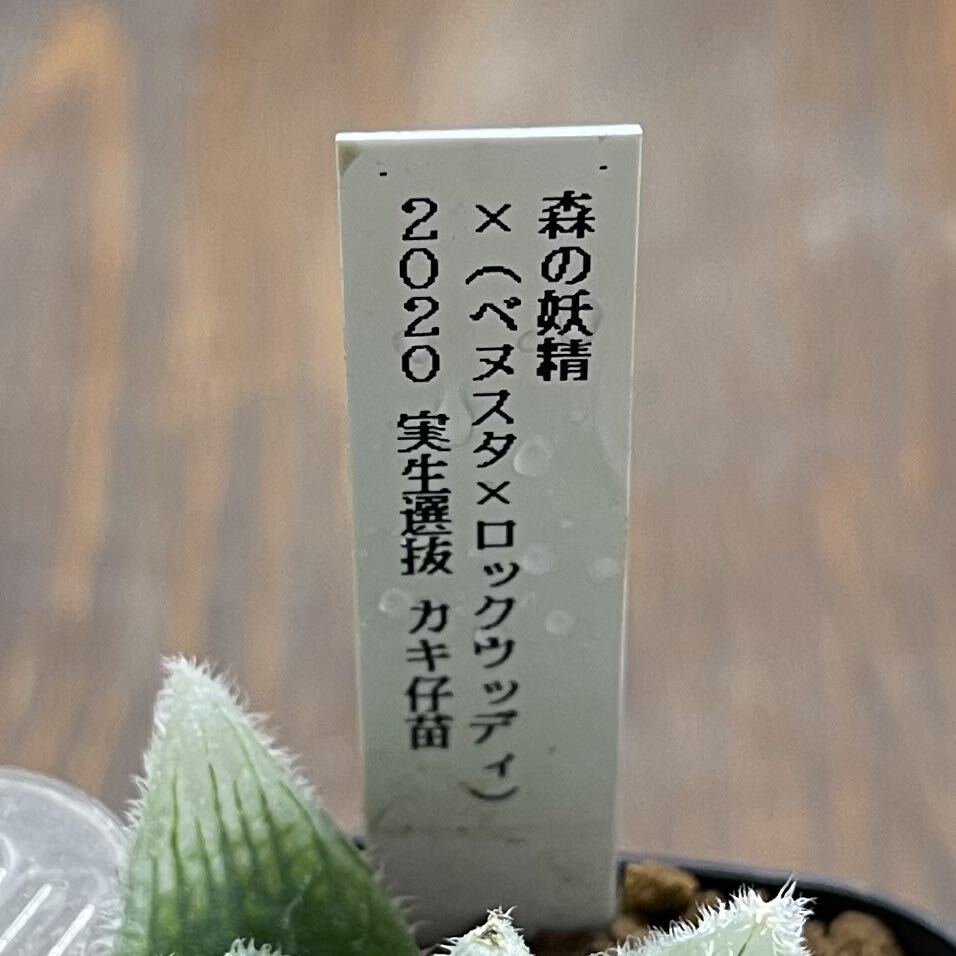 多肉植物　ハオルチア　森の妖精×(ベヌスタ×ロックウッディ) 2020年実生選抜_画像4