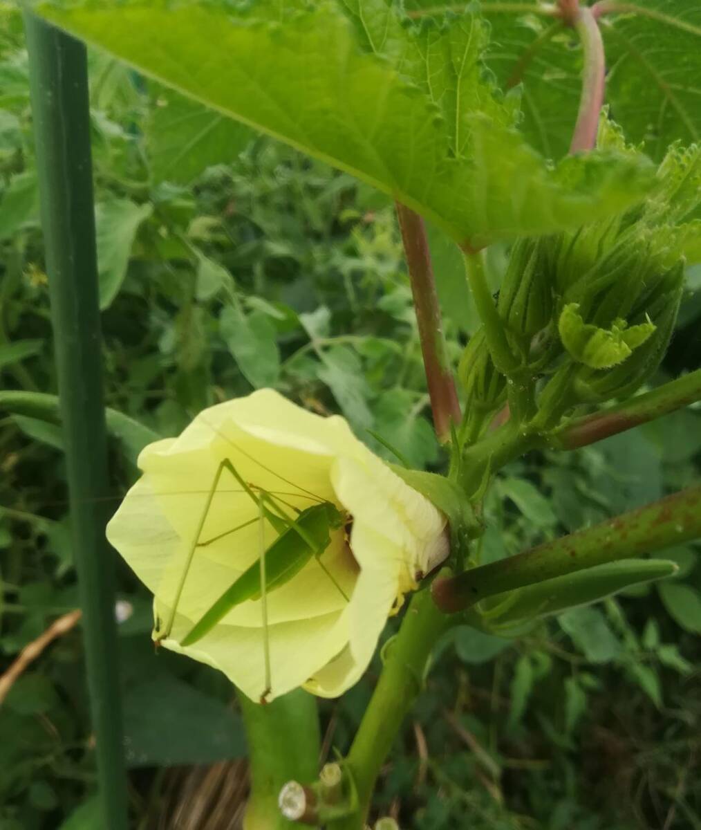 ■■今が播き時■■　！増量中！【 丸オクラ　種　100粒以上 】自然農法（農薬不使用　無肥料）自然栽培　自家採種　★送料込、匿名配送★_画像5