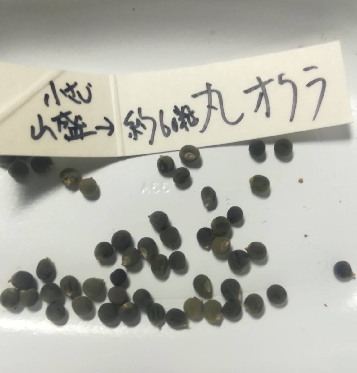 ■■今が播き時■■　！増量中！【 丸オクラ　種　100粒以上 】自然農法（農薬不使用　無肥料）自然栽培　自家採種　★送料込、匿名配送★_画像7