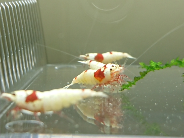 # Mothra, outline of the sun 12 pcs ( male 5, female 7 inside . egg 2 pcs ) pictured Red Bee Shrimp kind parent, immediately breeding set 