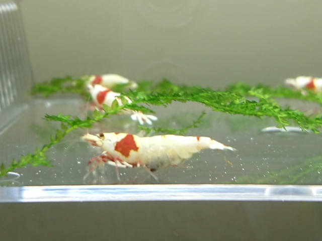 # Mothra, outline of the sun 12 pcs ( male 5, female 7 inside . egg 2 pcs ) pictured Red Bee Shrimp kind parent, immediately breeding set 