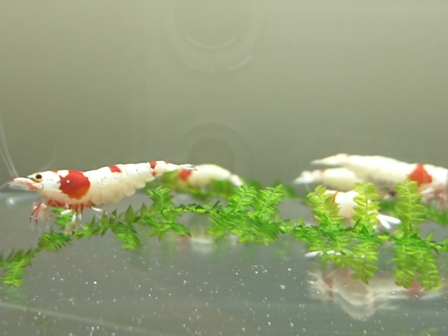 # Mothra, outline of the sun 12 pcs ( male 5, female 7 inside . egg 2 pcs ) pictured Red Bee Shrimp kind parent, immediately breeding set 