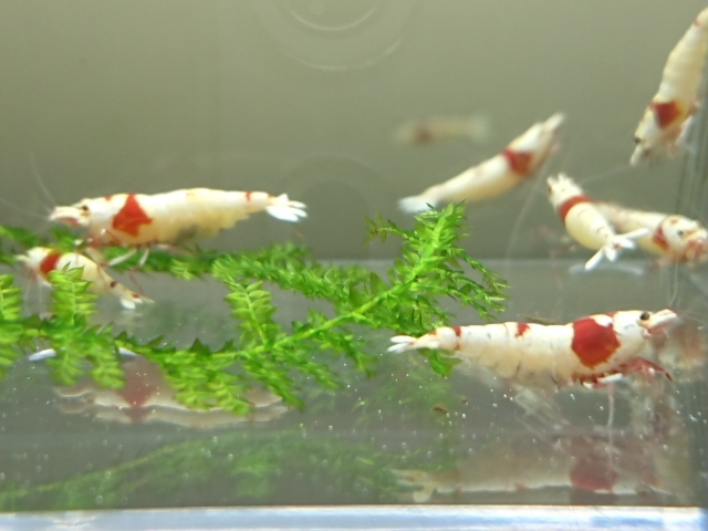 # Mothra, outline of the sun 12 pcs ( male 5, female 7 inside . egg 2 pcs ) pictured Red Bee Shrimp kind parent, immediately breeding set 