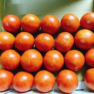 高知県産　夜須のフルーツトマト　12玉から20玉前後　コンパクトボックス送料無料_画像4
