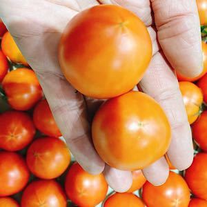 高知県産　夜須のフルーツトマト　12玉から20玉前後　コンパクトボックス送料無料