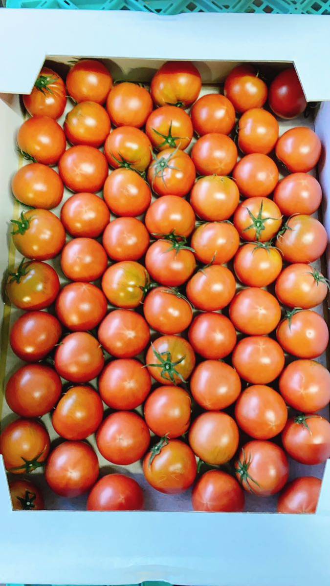 高知県産　夜須のフルーツトマト　12玉から20玉前後　コンパクトボックス送料無料_画像3