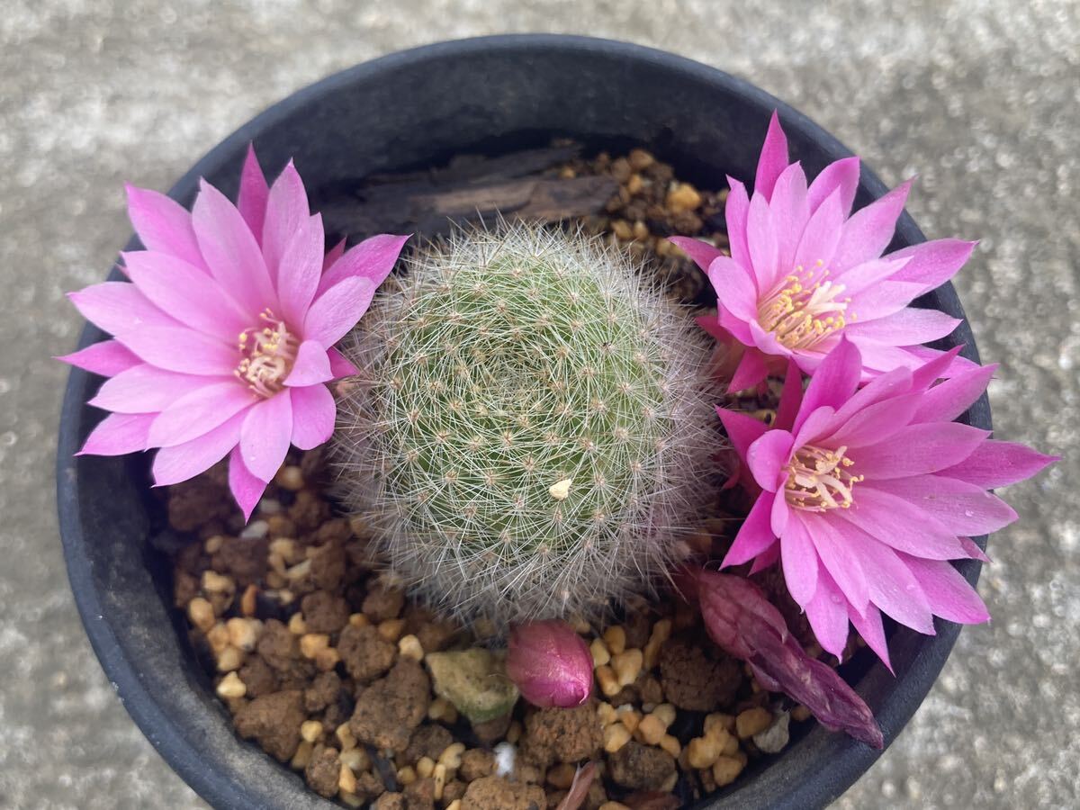 花サボテン　レブチア　Rebutia sp Lara&Aguilar_画像3