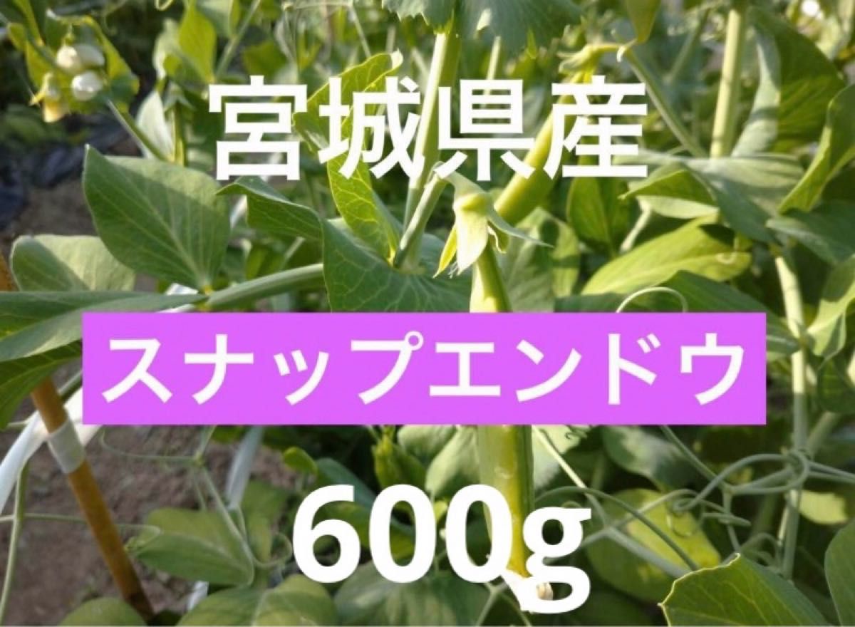 スナップエンドウ　600g サヤエンドウ　農薬不使用　豆　野菜