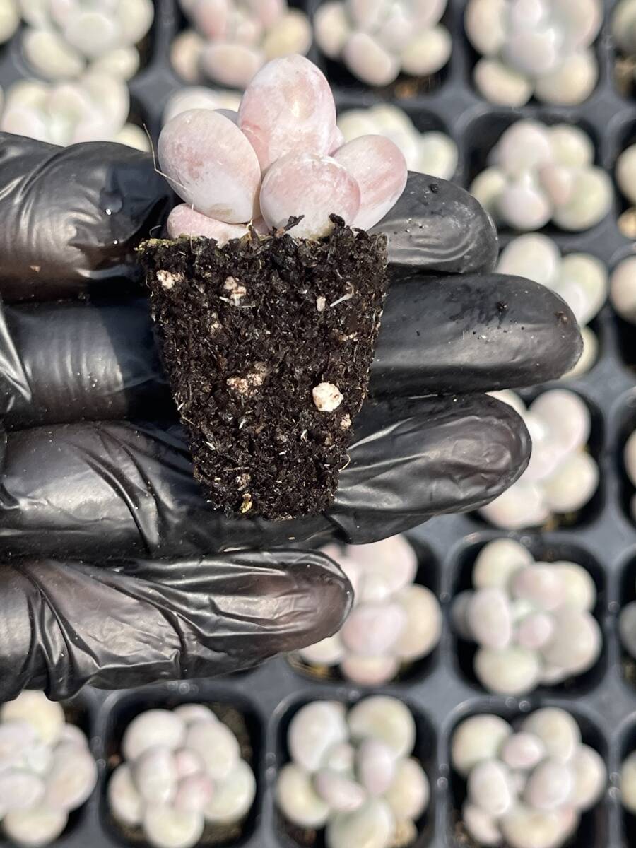 20株 Z22多肉植物 エケベリア　ももの卵　超美苗 サボテン 観葉植物 花 園芸　レア種 土と根付きで_画像2