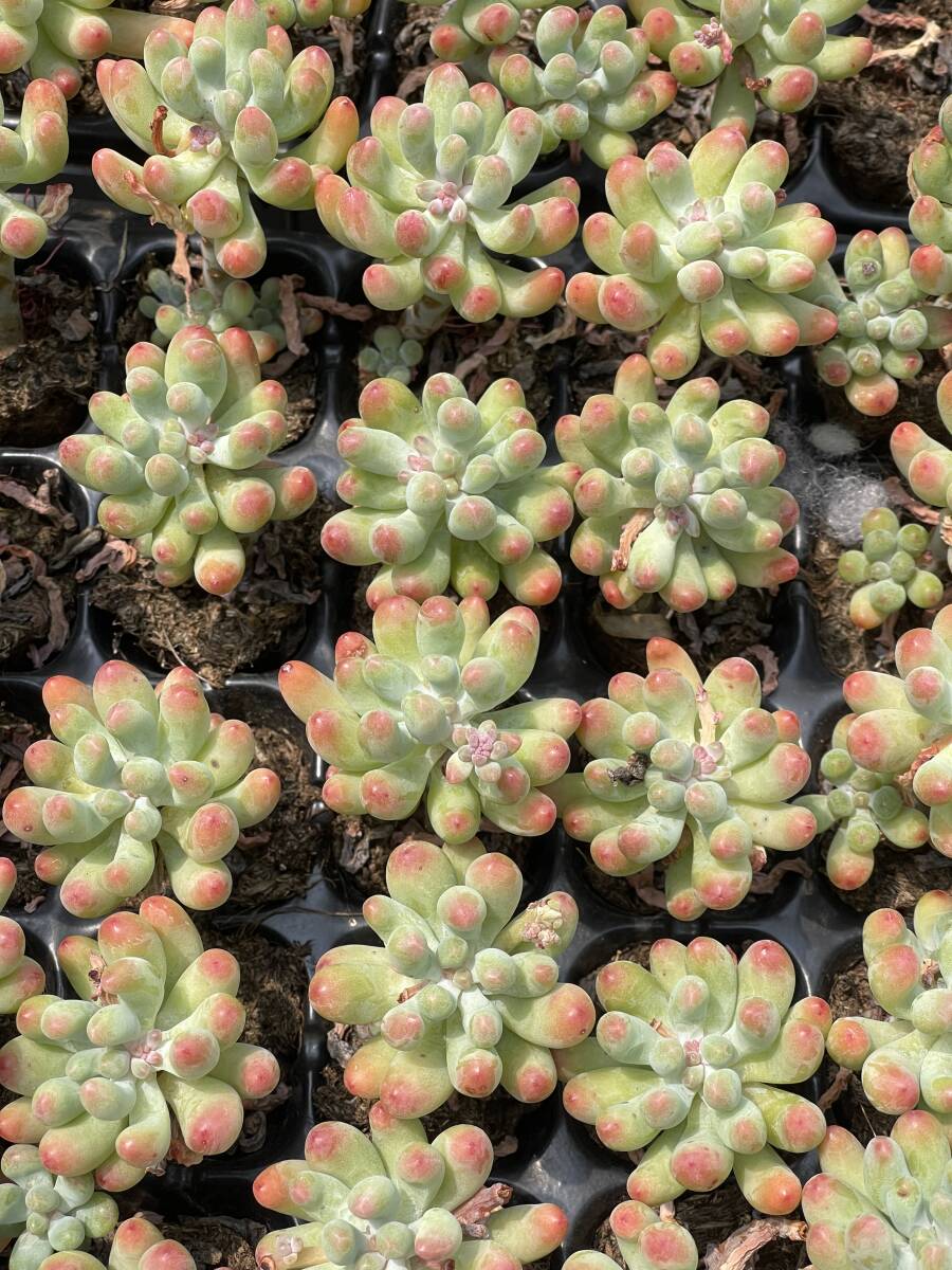 20株 Z64 多肉植物 エケベリア乙女心超美苗 サボテン 観葉植物 花 園芸　レア種 土と根付きで_画像3