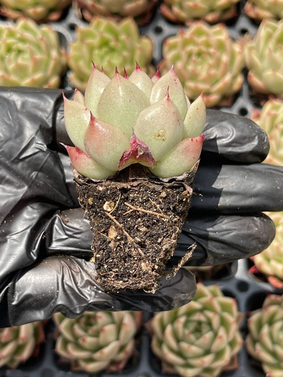 20株 Z6多肉植物 エケベリア 　トスカネリ　超美苗 サボテン 観葉植物 花 園芸　レア種_画像2