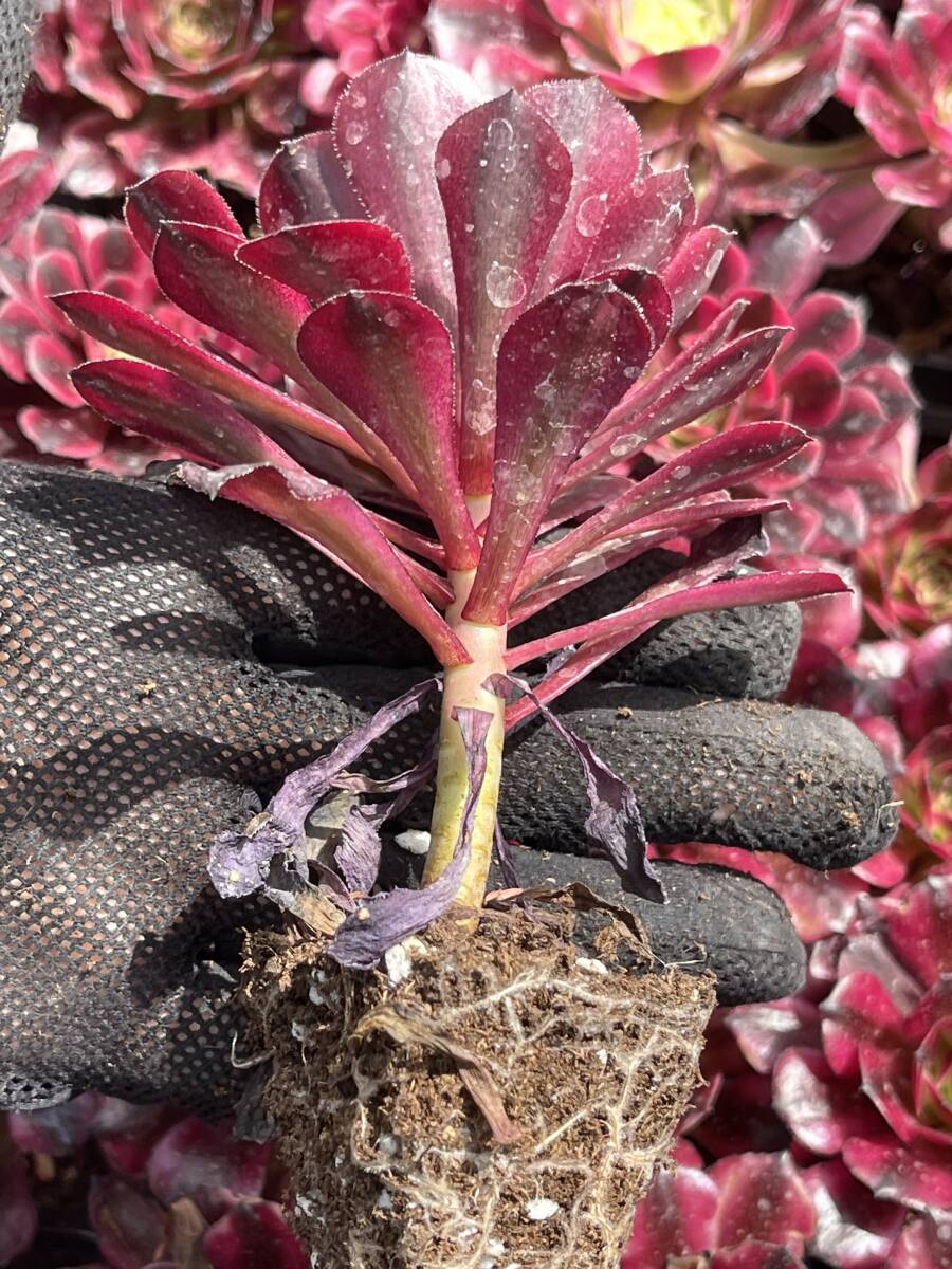 10株 Z108 多肉植物 エケベリアメデューサ超美苗 サボテン 観葉植物 花 園芸　レア種 土と根付きで_画像3