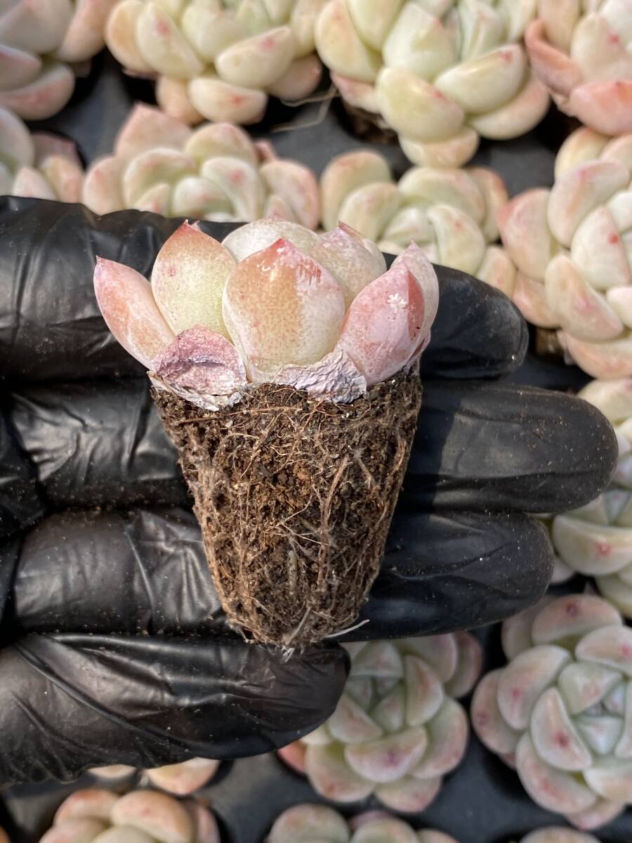 20株Y141　多肉植物 エケベリア　厚い夢　超美苗 サボテン 観葉植物 花 園芸　レア種 土と根付きで_画像2