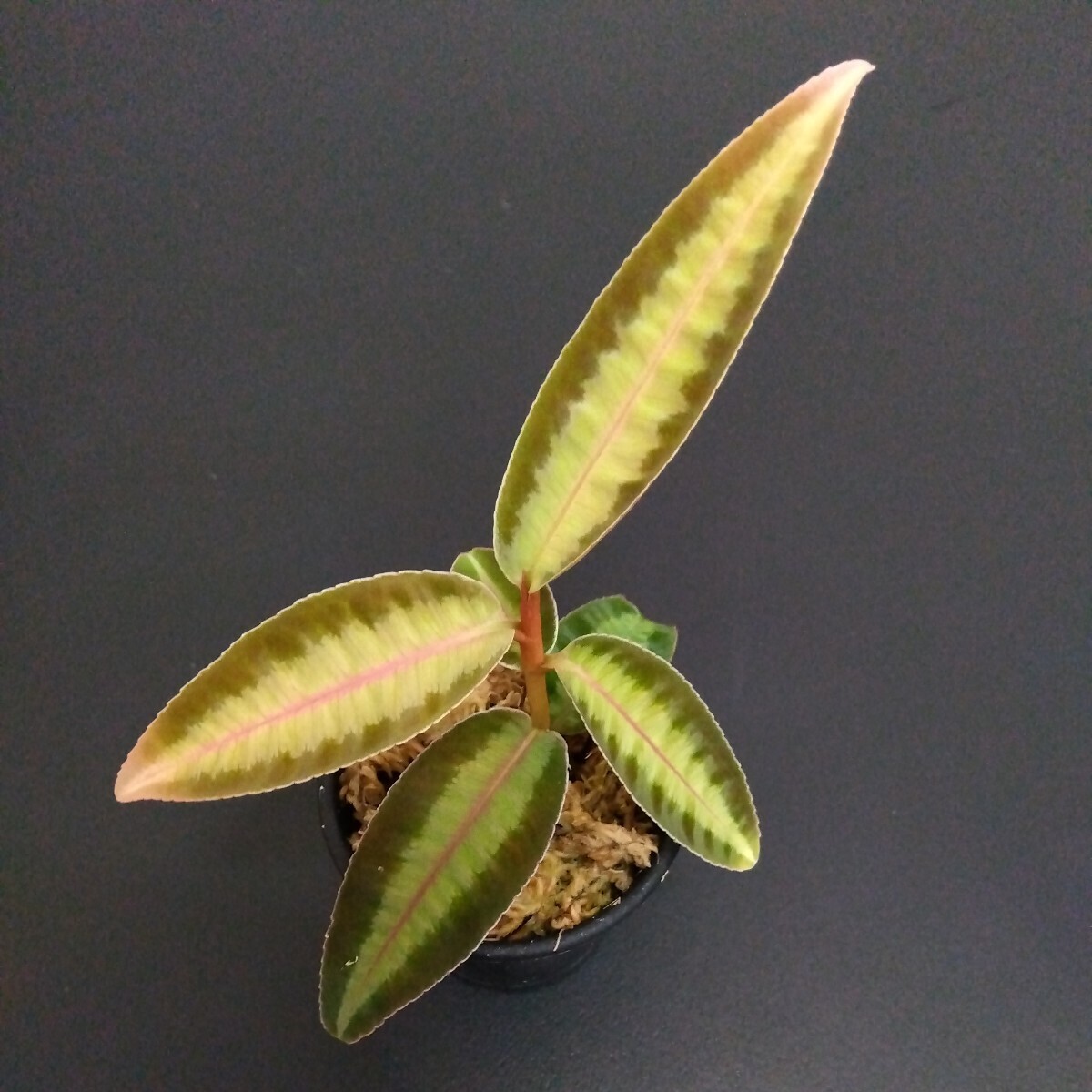 Labisia sp. 5点セット　ラビシア アルディシア　熱帯植物_⑤