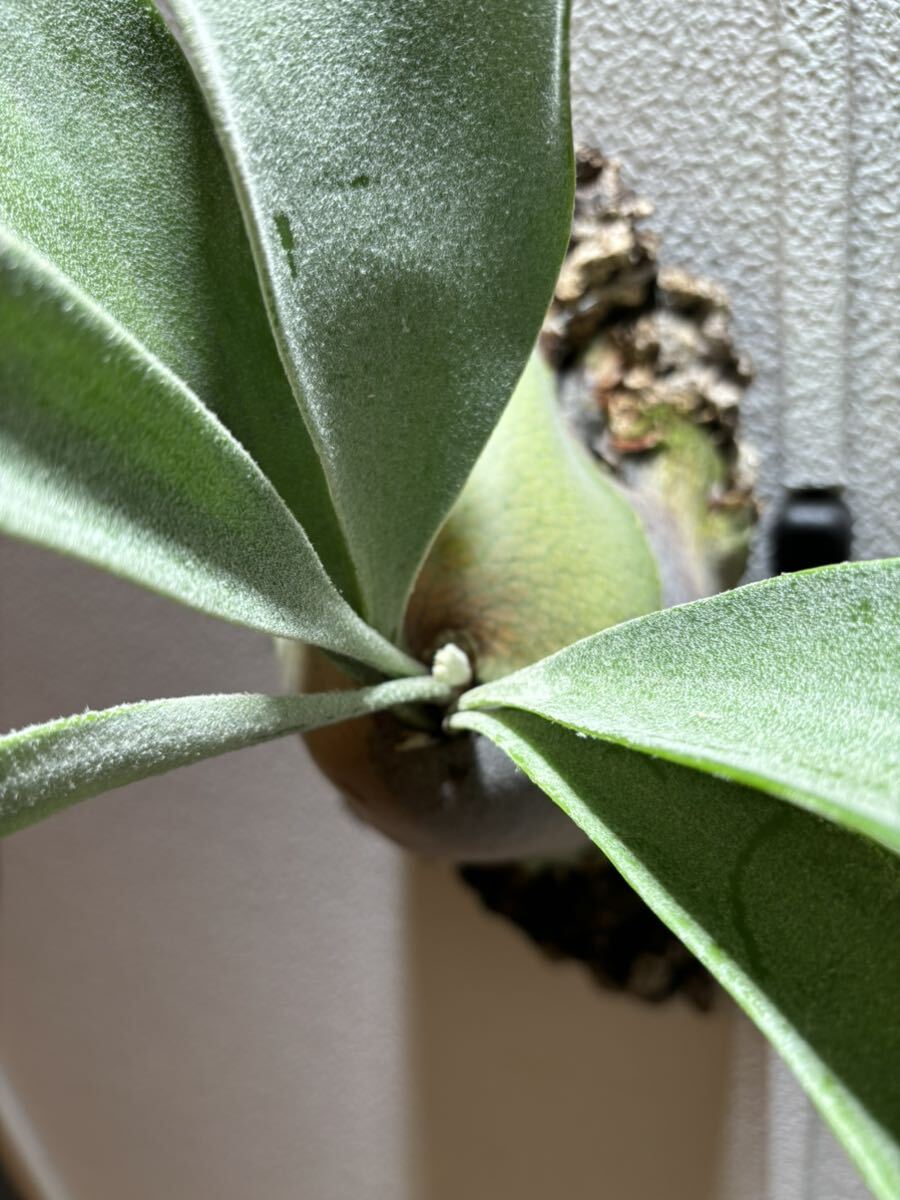  staghorn fern Bay chi- beach -