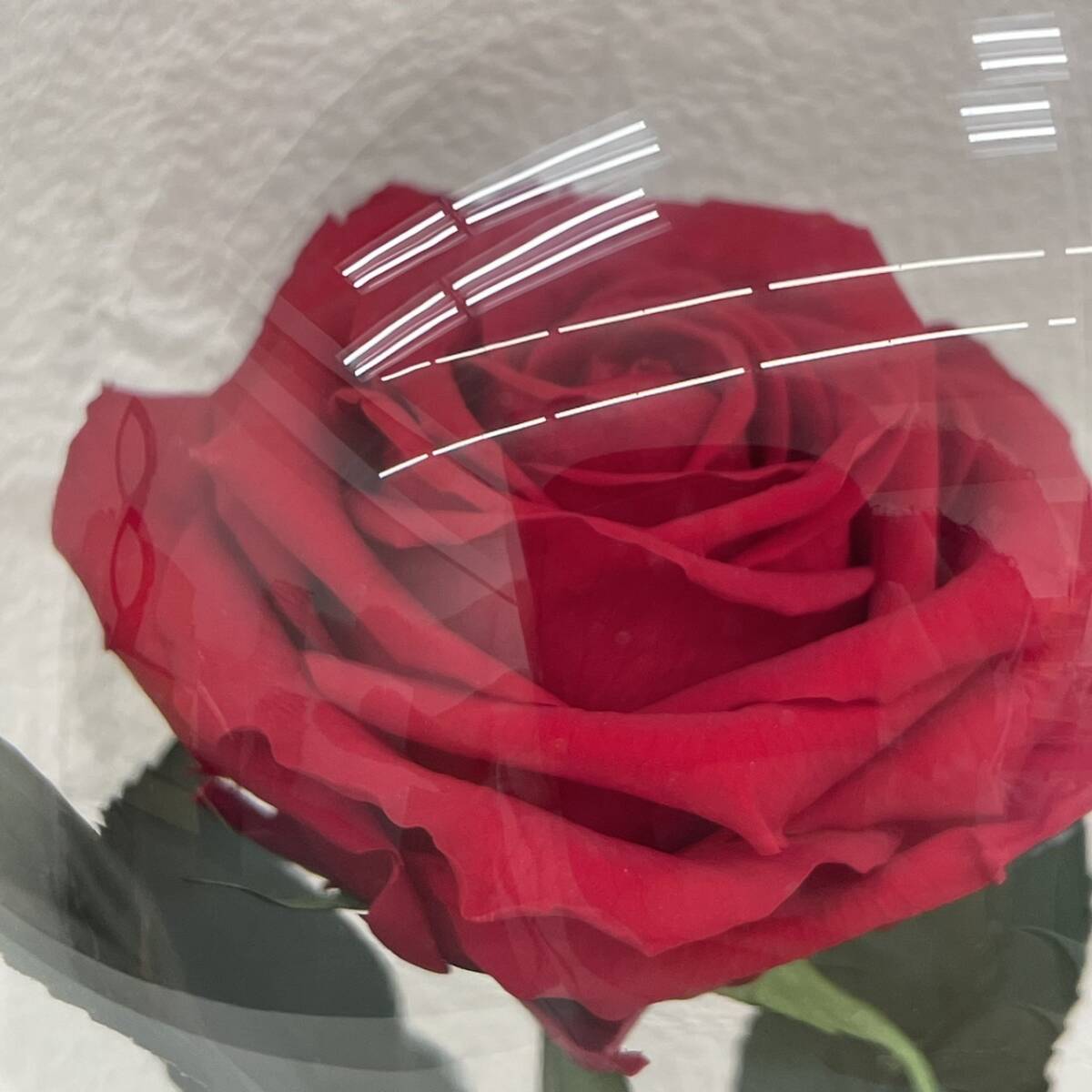 [HPF-4132] 1 jpy ~ Blizzard flower YOSHIKI 2022 EVENING / BREAKFAST with YOSHIKI 2022 in TOKYO red rose rose present condition storage goods 
