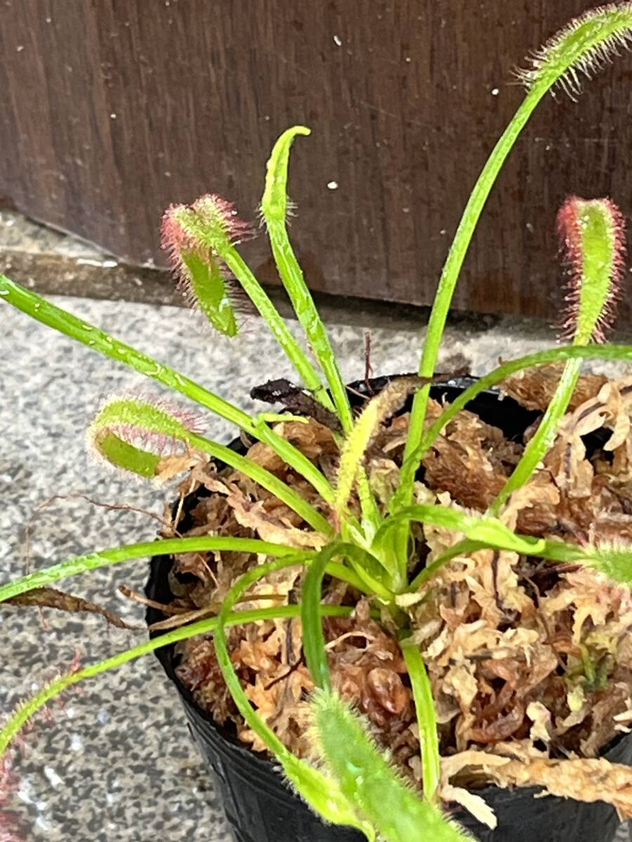 　　大株　モウセンゴケ ３　1株　食虫植物_画像3