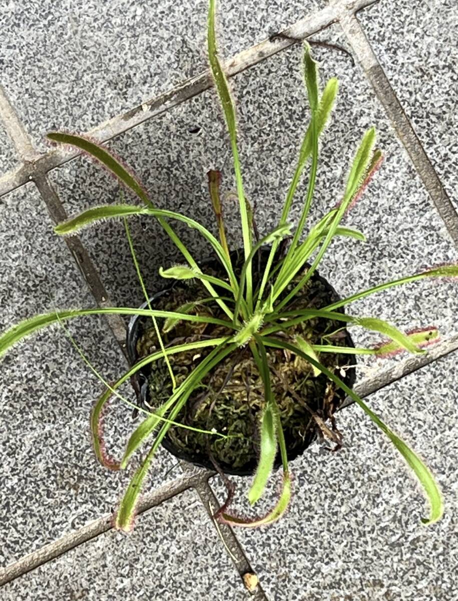 　　特大株　モウセンゴケ　1株　花芽付き　繁殖株　食虫植物_画像4