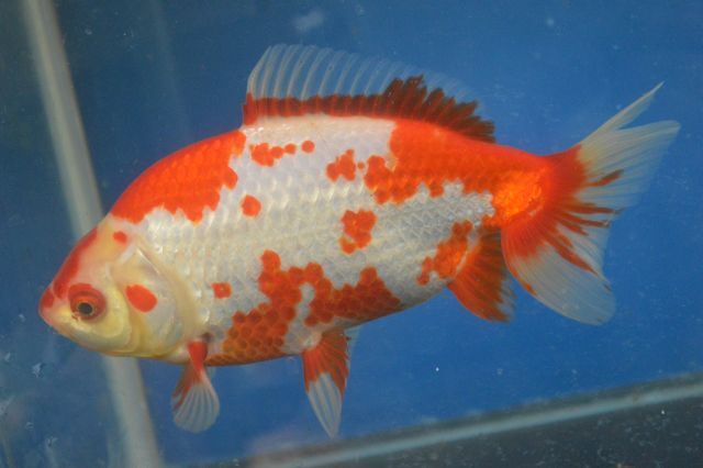 ★★隼人和錦（３歳）２０．５ｃｍ　1番　巻木養魚場！！_画像5