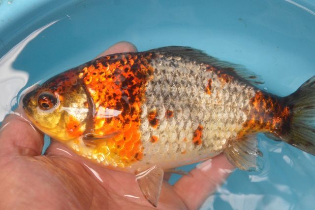 ★★隼人錦（３歳）１８ｃｍ　４番　巻木養魚場！！_ベッタリの銀鱗です！！