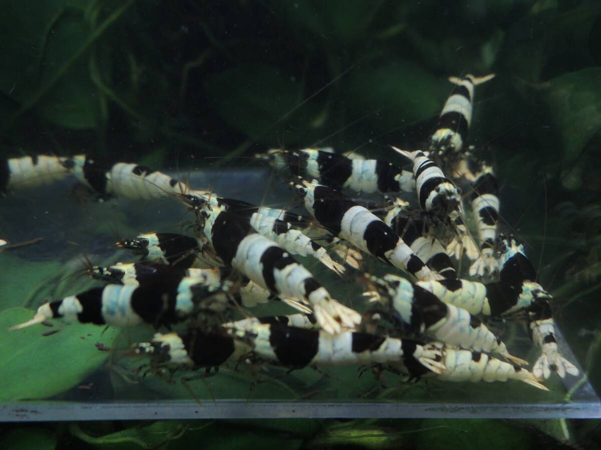 * black bee shrimp pictured individual 30 pcs 