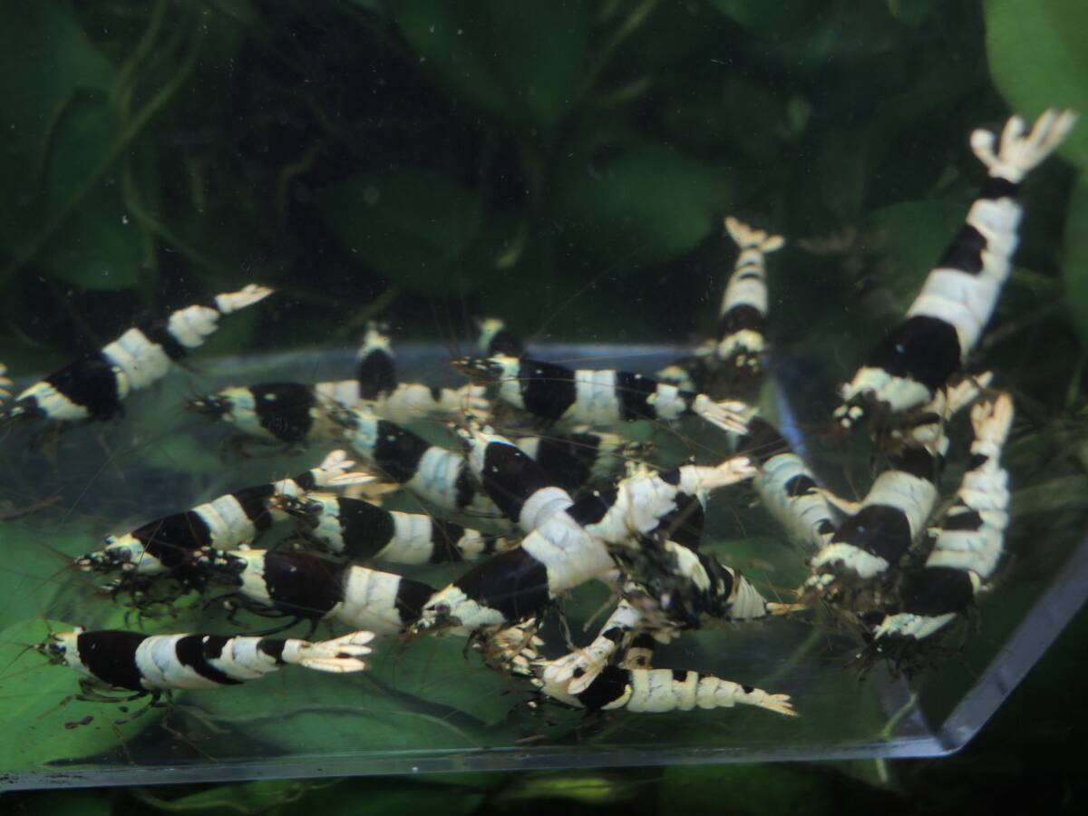 * black bee shrimp pictured individual 30 pcs 
