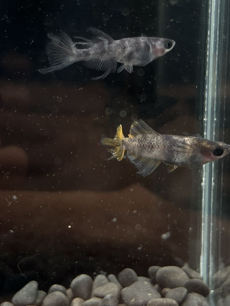 【流流メダカ】上物 菊虎1ペア 産卵確認済み。鰭はこれからまだまだ伸びます。の画像1
