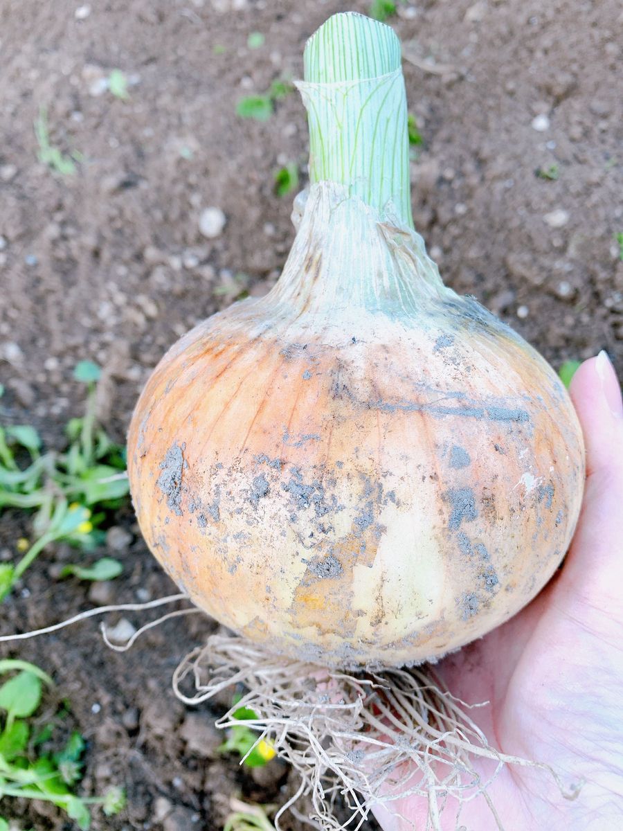 新玉ねぎ 採りたて 新鮮 無農薬栽培 10kg