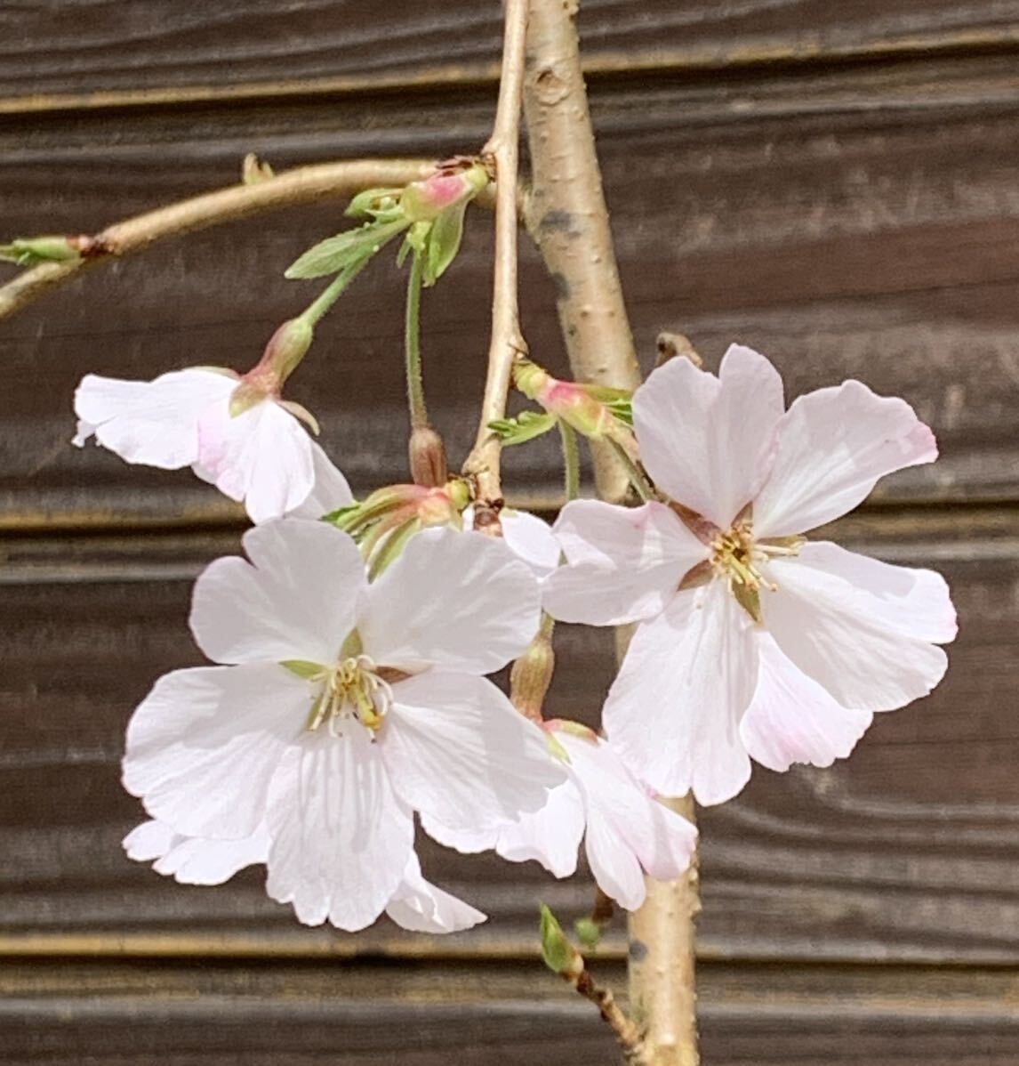 現品発送　かみやましだれ桜　一重咲き　早咲き　強健種　日本花の会認定　神山しだれ桜　桜　_花の参考写真。