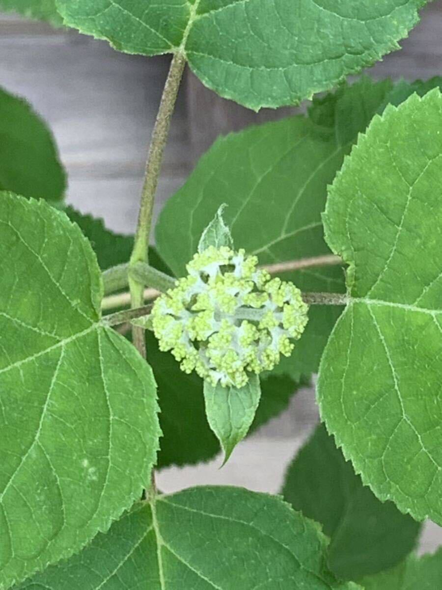 現品発送　アナベル　蕾つき　白花　紫陽花　地植え　鉢植えにも_5月15日撮影。