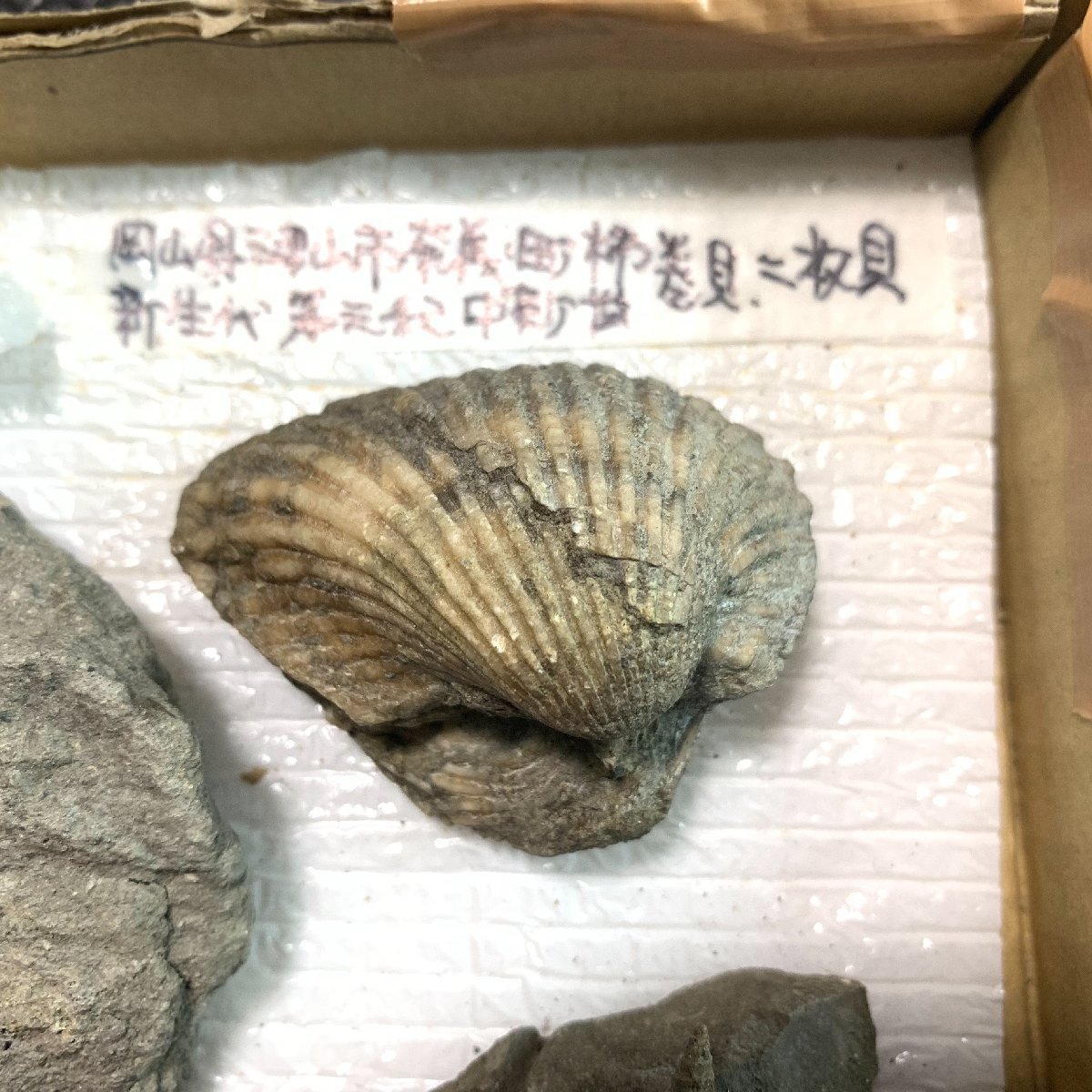 * japanese fossil Okayama prefecture Tsu mountain city production . rebirth fee middle new . shellfish several kind *