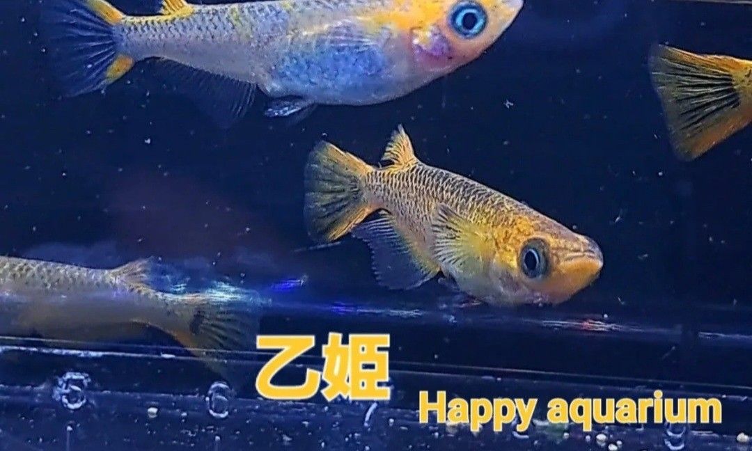 乙姫メダカの卵50個!! 特別価格 綺麗 可愛い 値下げ不可 【Happy aquarium】 