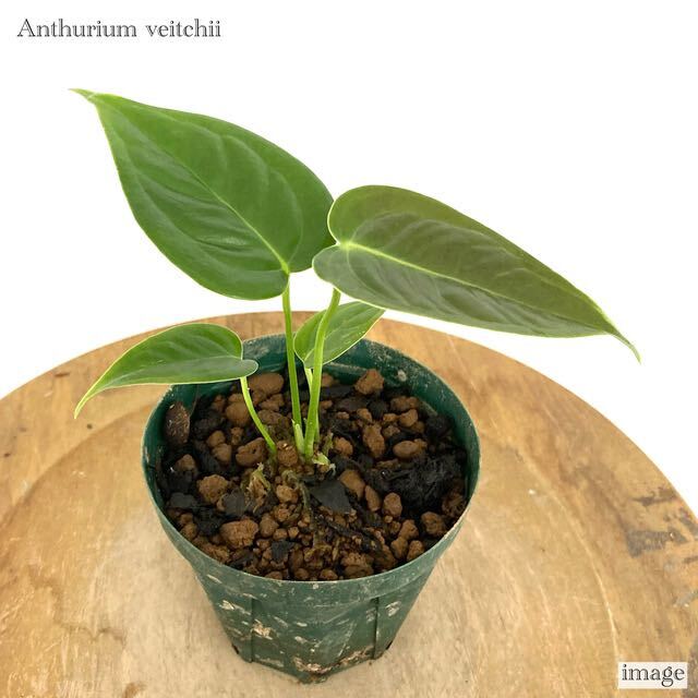 アンスリウム ビーチー (ベイチー Anthurium veitchii)の画像1