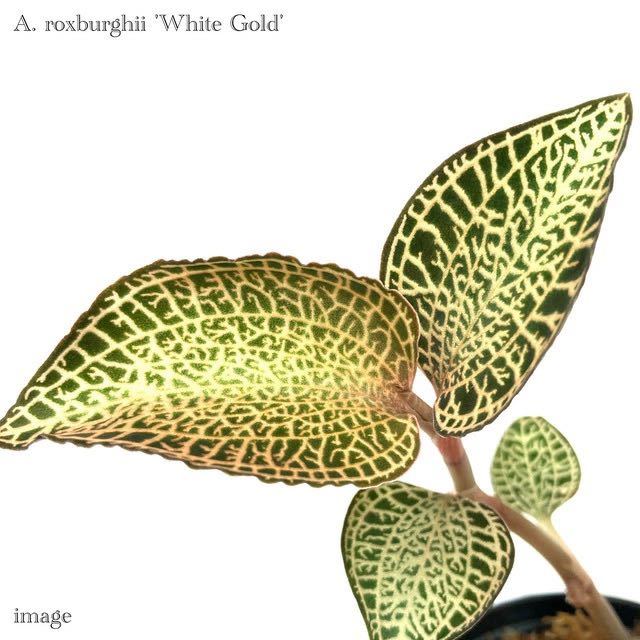 アネクトキルス ロクスバーギー 'ホワイトゴールド' 2寸 (ジュエルオーキッド 宝石蘭 Anoectochilus roxburghii 'White Gold')_画像1