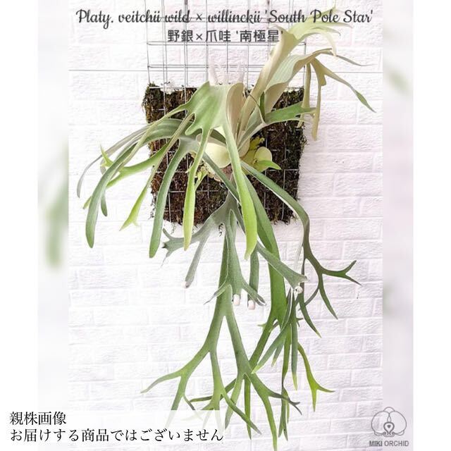 ( reality goods ) Platycerium . distribution kind ( beach - wild ×wi Lynn key \'sau sport Star \')melik long seedling (No.40854) ( staghorn fern TC)