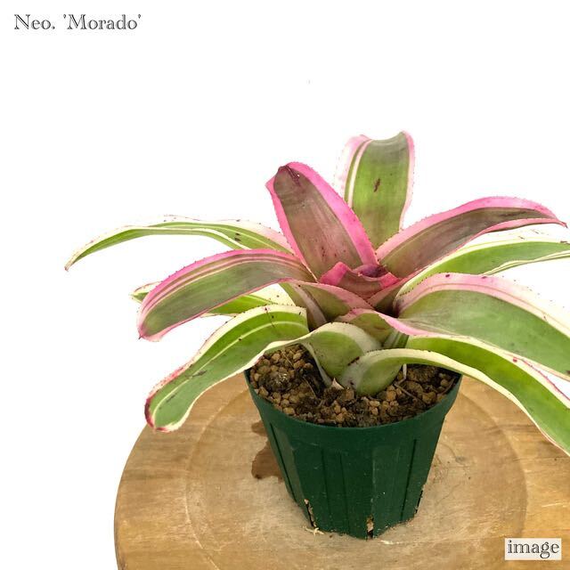 ネオレゲリア 'モラド' (タンクブロメリア Neoregelia 'Morado')_画像1