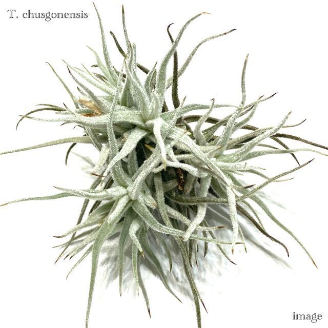 チランジア シュスゴネンシス (エアープランツ ティランジア クスゴネンシス chusgonensis)_画像1