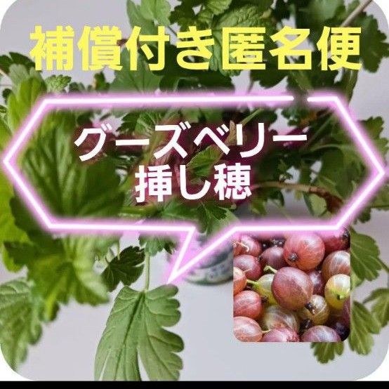 【同梱で値引き】グーズベリー 挿し穂 1本