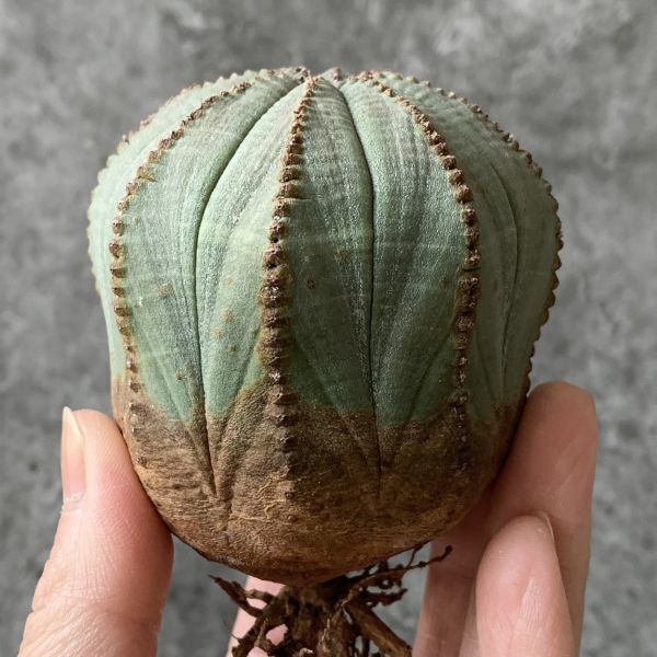 【B5423】【SS級！極上特選大株！！】ユーフォルビア オベサ Euphorbia obesa ( 検索 アガベ 多肉植物 )_画像1