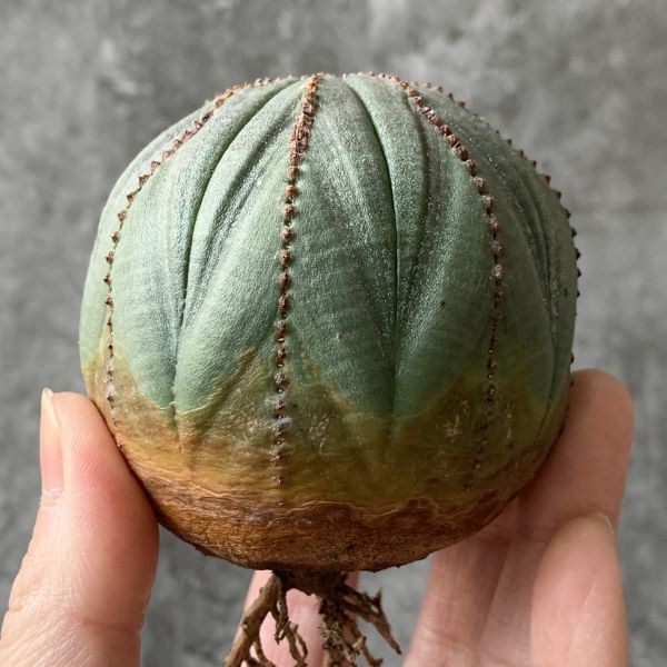 【B5424】SS級まん丸美大株！【SS級！極上特選大株！！】ユーフォルビア オベサ Euphorbia obesa ( 検索 アガベ 多肉植物 )_画像5