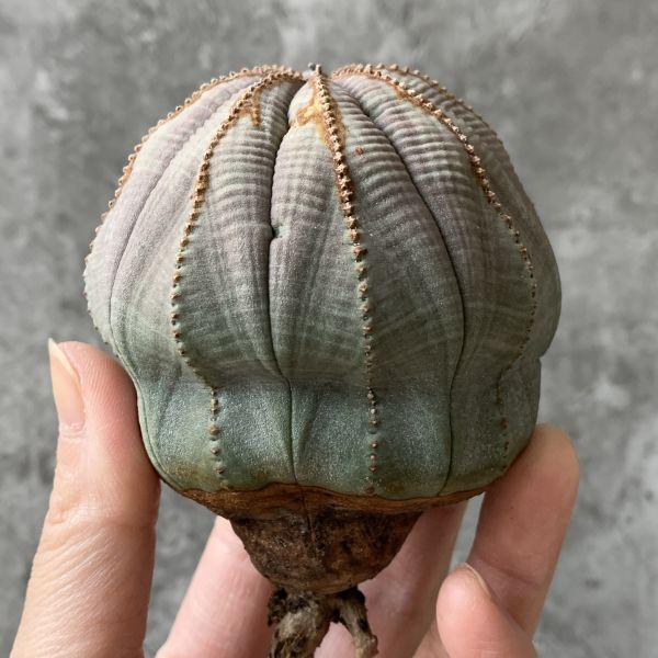 【B5426】特大7㎝株！！【SS級！極上特選大株！！】ユーフォルビア オベサ Euphorbia obesa ( 検索 アガベ 多肉植物 )の画像1