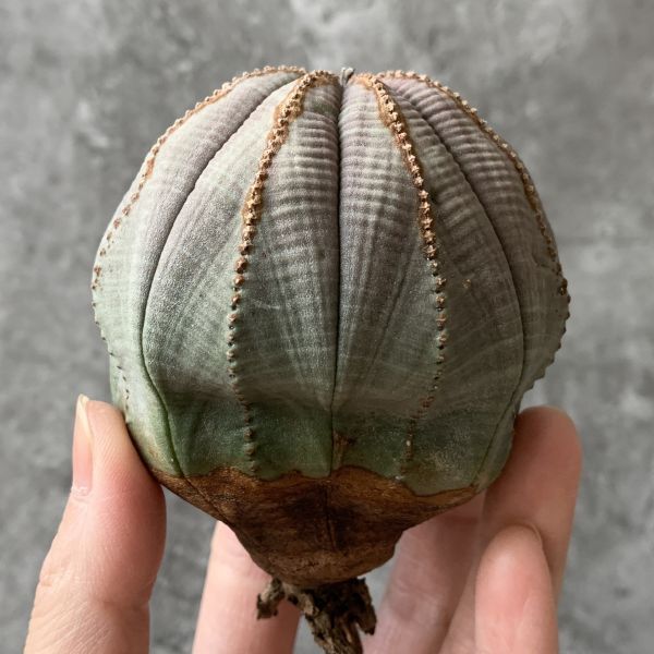 【B5426】特大7㎝株！！【SS級！極上特選大株！！】ユーフォルビア オベサ Euphorbia obesa ( 検索 アガベ 多肉植物 )の画像2