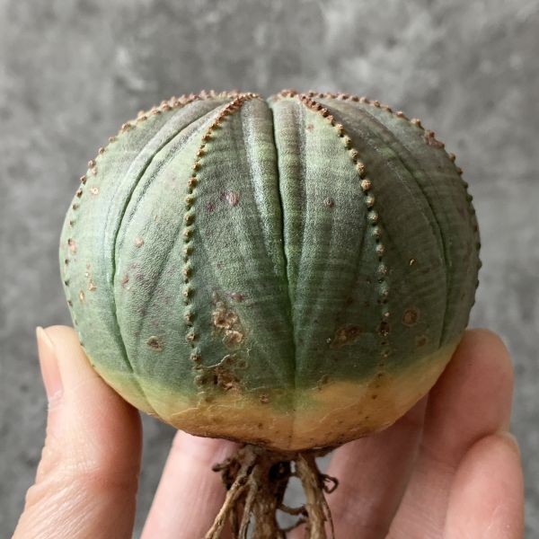 【B5430】まん丸SS級株！！【極上特選大株！！】ユーフォルビア オベサ Euphorbia obesa ( 検索 アガベ 多肉植物 )