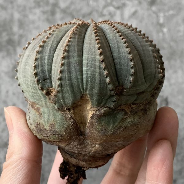 【B5456】SS級！超多稜株！！【極上特選大株！！】ユーフォルビア オベサ Euphorbia obesa ( 検索 アガベ 多肉植物 )_画像4