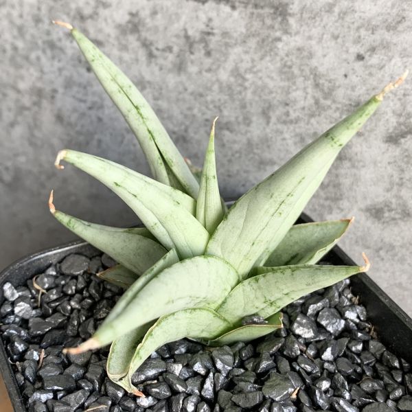 【S601】SS級在庫わずか！！【超希少美株！！】サンスベリア カシー Sansevieria Kasih_画像2