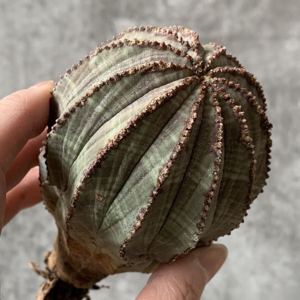 【B5478】残り在庫わずか！特大株！！【SS級！極上特選大株！！】ユーフォルビア オベサ Euphorbia obesa ( 検索 アガベ 多肉植物 )_画像4