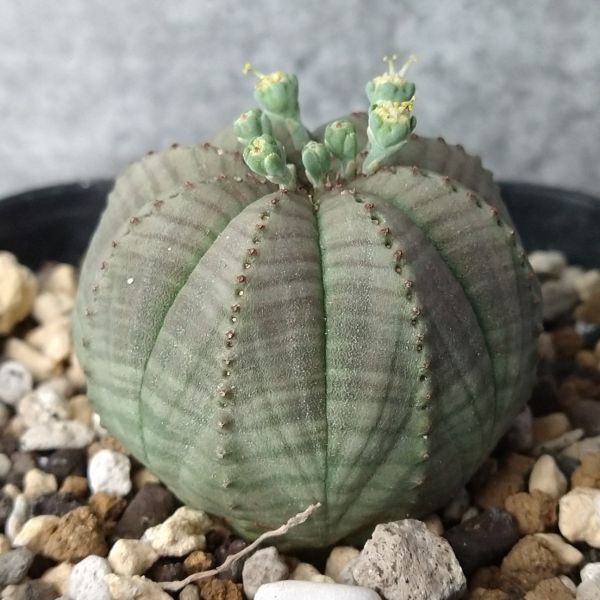 【B5547】在庫ラスト株！【選抜株】ユーフォルビア オベサ Euphorbia obesa ( 検索 アガベ 塊根植物 多肉植物 )_画像2