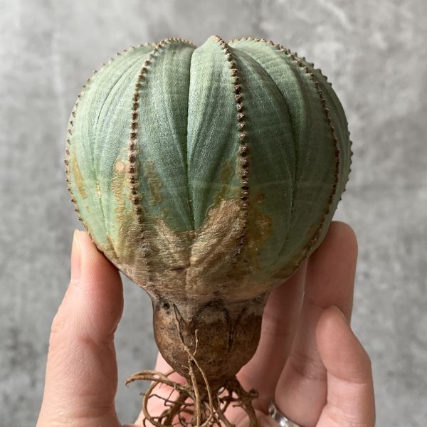 【B5489】超巨大9.5㎝ヴィンテージ株！！【SS級！極上特選大株！！】ユーフォルビア オベサ Euphorbia obesa ( 検索 アガベ 多肉植物 )_画像2